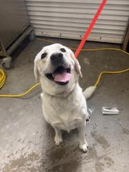 Shelter Stray Female Dog last seen Near BLOCK RALEY DR, RIVERSIDE CA 92505, 6851 Van Buren Boulevard, Jurupa Valley, CA 92509, USA