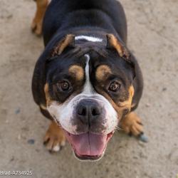 Shelter Stray Male Dog last seen FRONT ST & U ST, 2127 Front St, Sacramento, CA 95818, USA