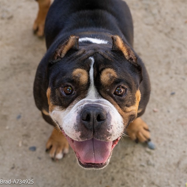 Shelter Stray Male Dog last seen FRONT ST & U ST, 2127 Front St, Sacramento, CA 95818, USA