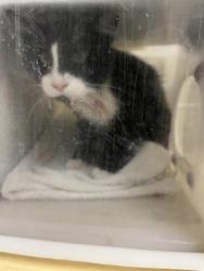 Shelter Stray Male Cat last seen FLORIN RD & FREEPORT BLVD, 2127 Front St, Sacramento, CA 95818, USA