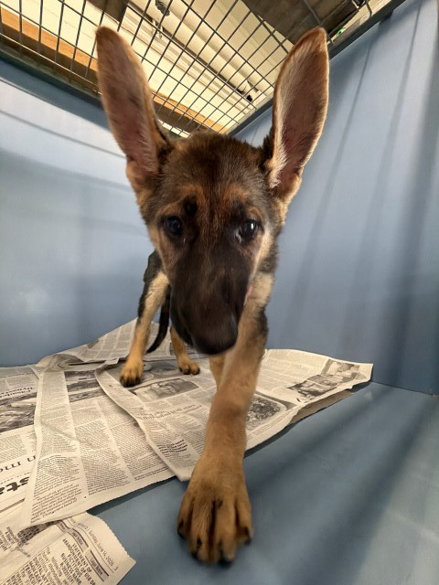 Shelter Stray Female Dog last seen MT. VIEW/MISSION, 333 Chandler Pl, San Bernardino, CA 92408, USA