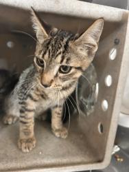 Shelter Stray Female Cat last seen BANNANA X VALLEY, 333 Chandler Pl, San Bernardino, CA 92408, USA
