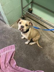 Shelter Stray Female Dog last seen ARGO WAY & 26TH AVE, 2127 Front St, Sacramento, CA 95818, USA