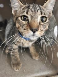 Shelter Stray Male Cat last seen BANNANA X VALLEY, 333 Chandler Pl, San Bernardino, CA 92408, USA