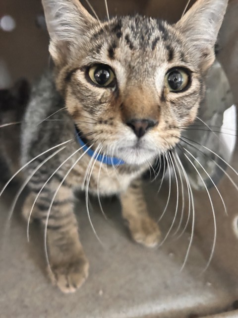 Shelter Stray Male Cat last seen BANNANA X VALLEY, 333 Chandler Pl, San Bernardino, CA 92408, USA