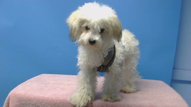 Shelter Stray Male Dog last seen , 216 W Victoria St, Gardena, CA 90248, USA