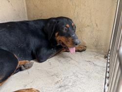 Shelter Stray Unknown Dog last seen Near BLOCK SW 39TH ST, OKLAHOMA CITY OK 73119, 2811 SE 29th St, Oklahoma City, OK 73129, USA