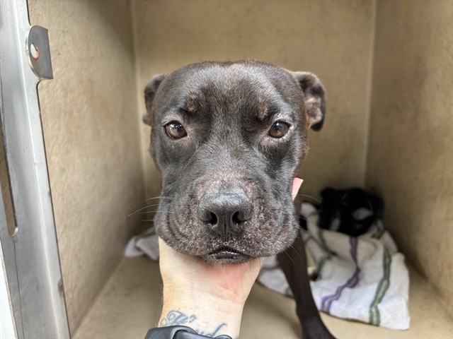Shelter Stray Male Dog last seen Near BLOCK KENSINGTON CT, OKLAHOMA CITY OK 73132, 2811 SE 29th St, Oklahoma City, OK 73129, USA