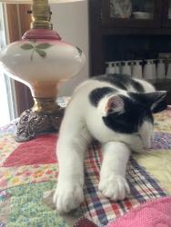Lost Male Cat last seen Mildred Chapel, hwy 371, Mildred, MN 56435