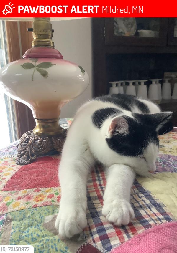 Lost Male Cat last seen Mildred Chapel, hwy 371, Mildred, MN 56435