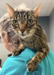 Reunited Female Cat last seen Mitchell Boulevard. Likes to get in vehicles, Athens, GA 30606