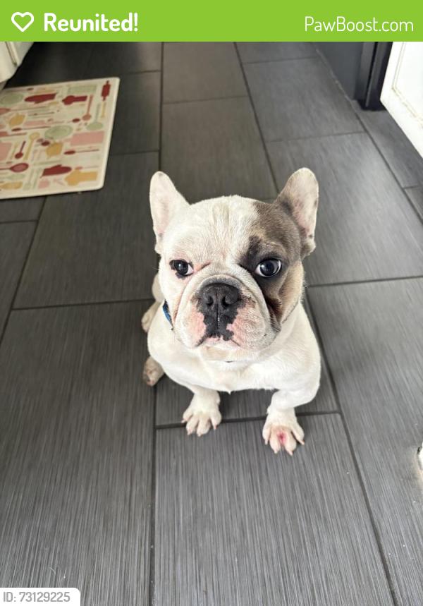 Reunited Male Dog last seen Near E Princeton St, Ontario, CA 91764, USA, Ontario, CA 91764
