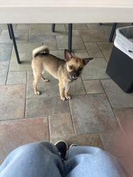 Found/Stray Female Dog last seen Medical Center, San Antonio, TX 78240