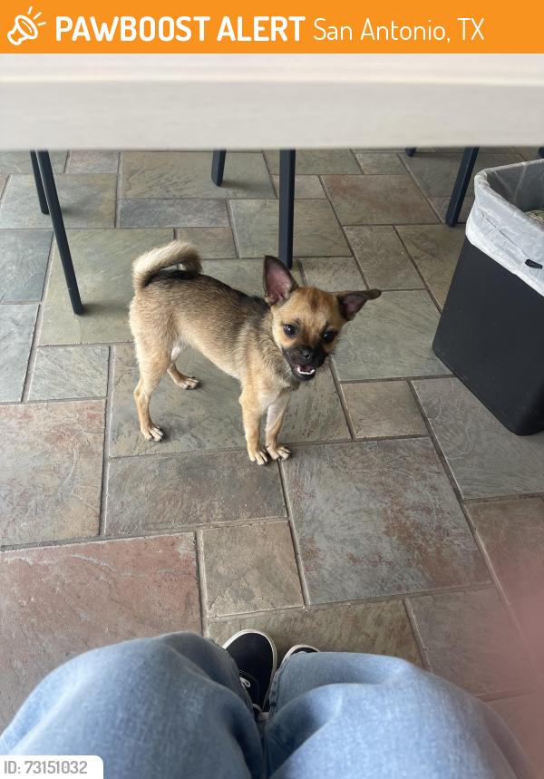 Found/Stray Female Dog last seen Medical Center, San Antonio, TX 78240