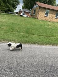 Found/Stray Unknown Dog last seen Moreland Drive, Belleville, IL 62223