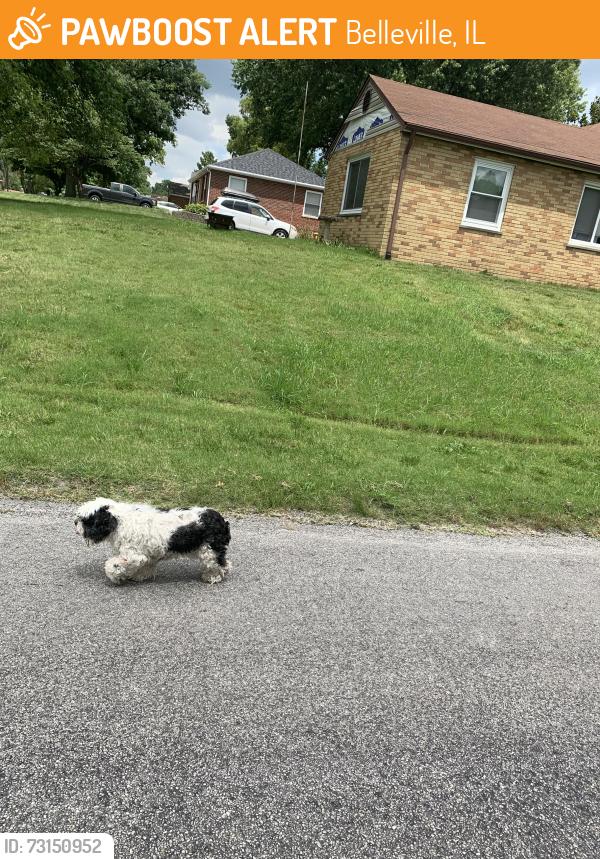 Found/Stray Unknown Dog last seen Moreland Drive, Belleville, IL 62223