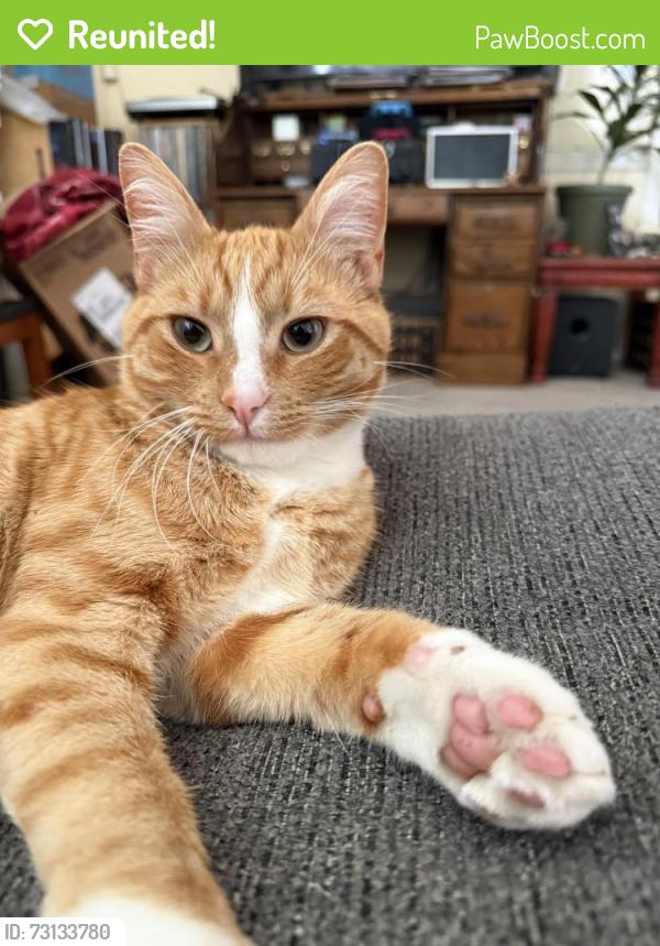 Reunited Male Cat last seen Kavanaugh, Brian, San Pablo, CA 94806