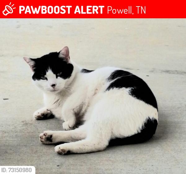 Lost Female Cat last seen Claxton Farm Lane and Raccoon Valley, Powell, TN 37849