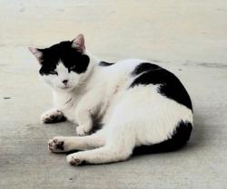 Lost Female Cat last seen Claxton Farm Lane and Raccoon Valley, Powell, TN 37849