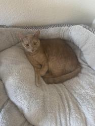 Lost Female Cat last seen Paseo Verde ,Cedar Berry Court, Henderson, NV 89012