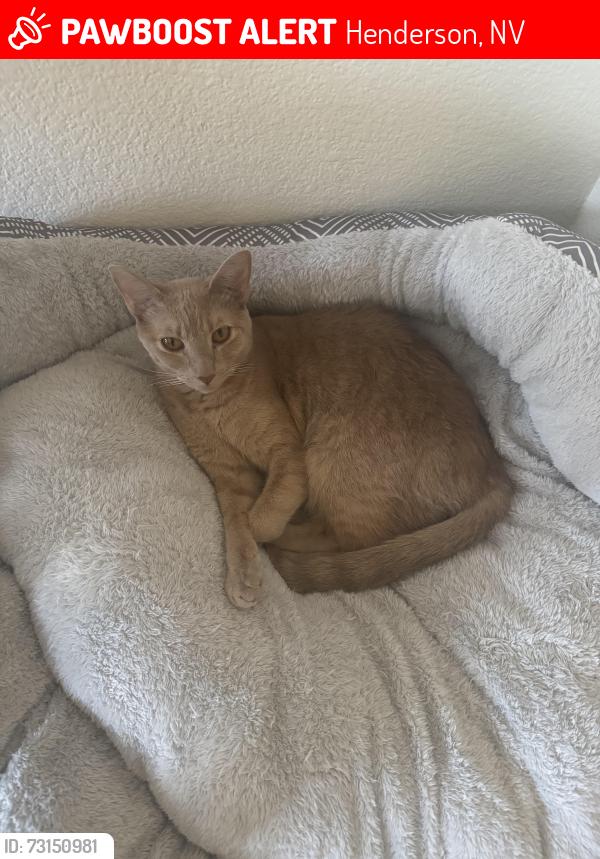 Lost Female Cat last seen Paseo Verde ,Cedar Berry Court, Henderson, NV 89012