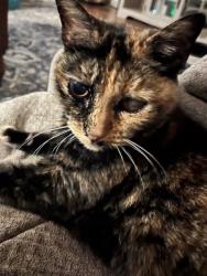 Lost Female Cat last seen Emblem St, Sparks, NV 89436
