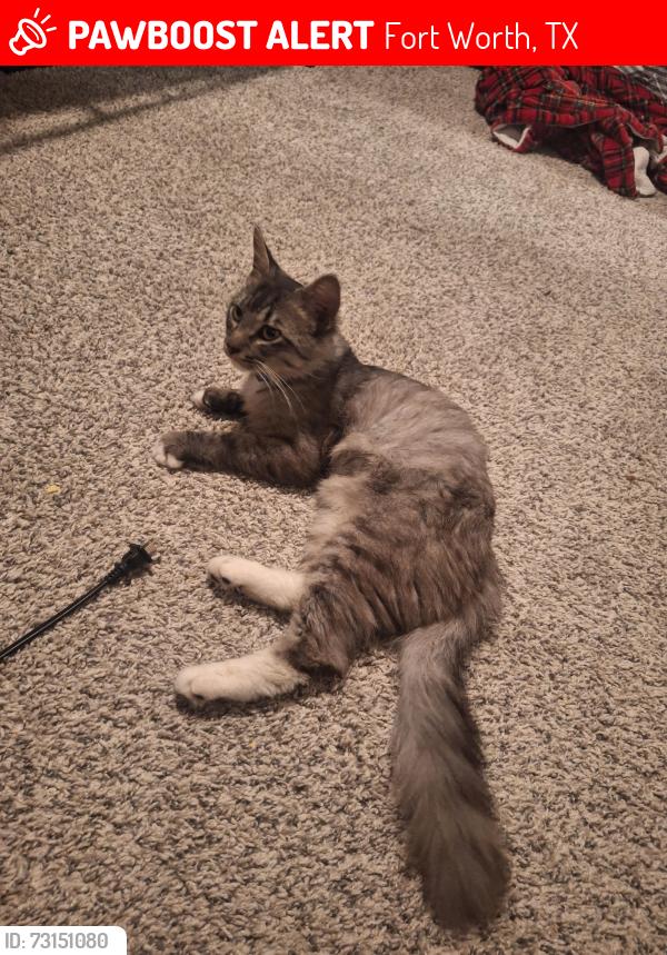 Lost Male Cat last seen Skye apmts near sierra springs, Fort Worth, TX 76123