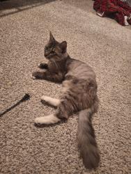 Lost Male Cat last seen Skye apmts near sierra springs, Fort Worth, TX 76123