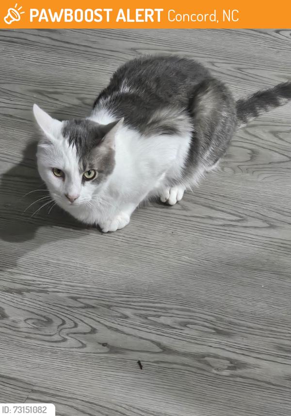 Found/Stray Female Cat last seen Stanley, Concord, NC 28027