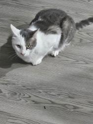 Found/Stray Female Cat last seen Stanley, Concord, NC 28027