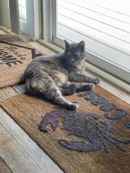 Reunited Female Cat last seen Pond Point WHB, Westhampton Beach, NY 11978