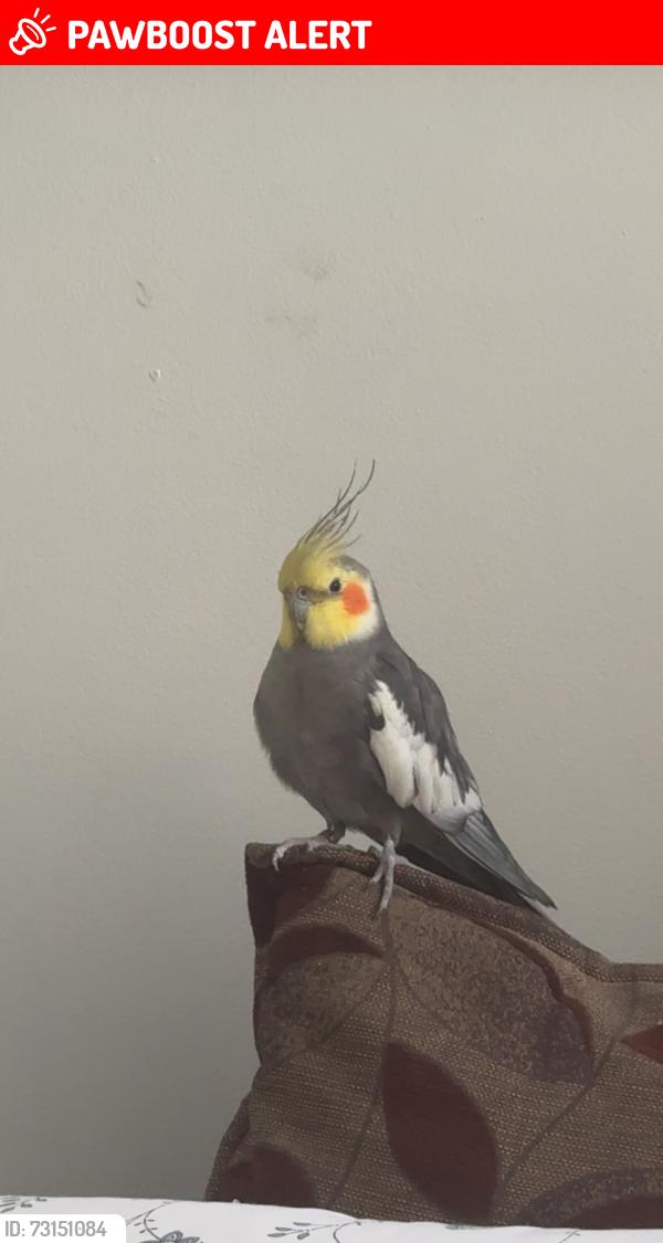 Lost Male Bird last seen lombardy retail park, Greater London, England UB3 3EU