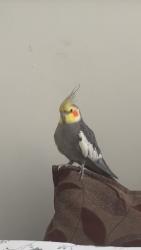 Lost Male Bird last seen lombardy retail park, Greater London, England UB3 3EU