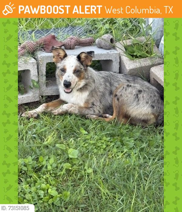 Found/Stray Female Dog last seen Near east bernard, West Columbia, TX 77486