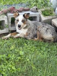 Found/Stray Female Dog last seen Near east bernard, West Columbia, TX 77486