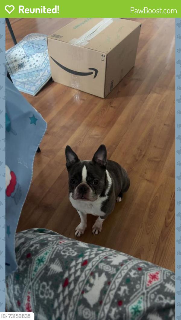 Reunited Male Dog last seen Allaire Drive by the wegmans, Gainesville, VA 20155