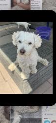 Lost Female Dog last seen L street, San Bernardino, CA 92411