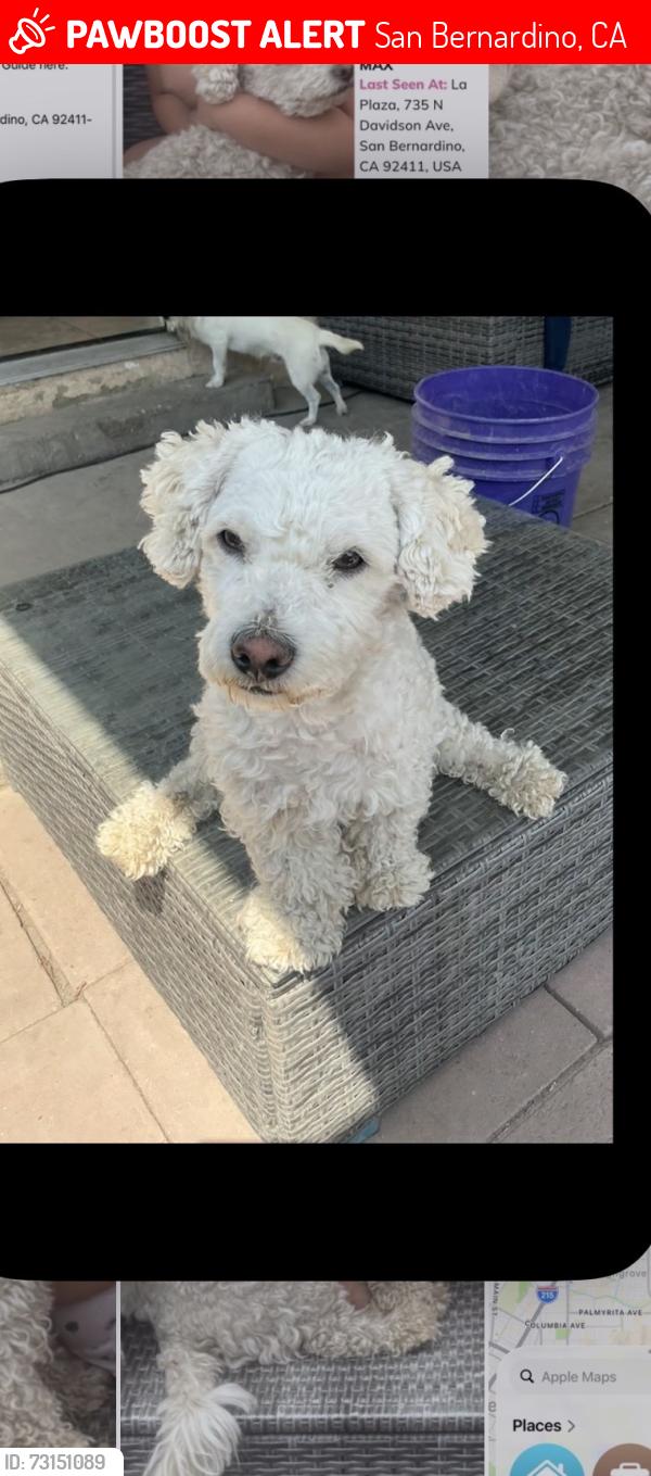 Lost Female Dog last seen L street, San Bernardino, CA 92411