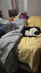Reunited Male Cat last seen 36th and Kensington, Kansas City, MO 64128