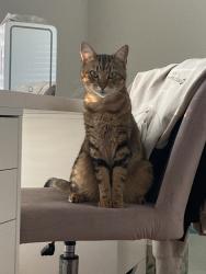 Reunited Male Cat last seen N Nursery Rd, Irving, TX 75061, USA, Irving, TX 75061