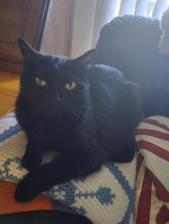 Reunited Male Cat last seen Mcgillvary Blvd., Vancouver, WA 98683