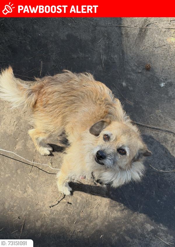 Lost Male Dog last seen Robert dr maryland dr, Dorchester County, SC 29456