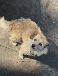 Lost Male Dog last seen Robert dr maryland dr, Dorchester County, SC 29456