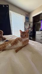 Lost Male Cat last seen Near havencrest dr, Reno, NV 89523