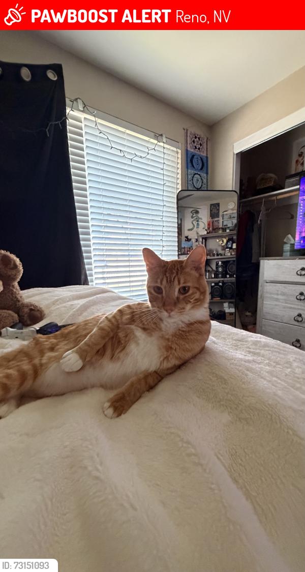 Lost Male Cat last seen Near havencrest dr, Reno, NV 89523