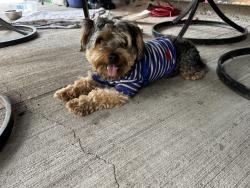 Found/Stray Male Dog last seen 51st and Damen, Chicago, IL 60609
