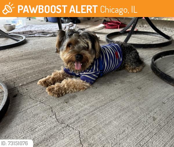 Found/Stray Male Dog last seen 51st and Damen, Chicago, IL 60609