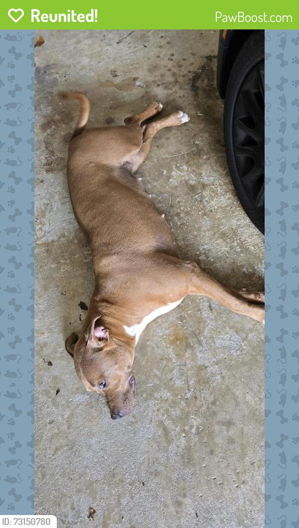 Reunited Unknown Dog last seen Old peachtree rd Suwanee GA, Gwinnett County, GA 30024