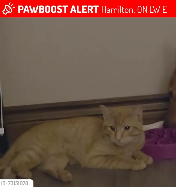 Lost Male Cat last seen Miles Road & Twenty Road East, Hamilton, ON L8W 1E3