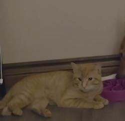 Lost Male Cat last seen Miles Road & Twenty Road East, Hamilton, ON L8W 1E3